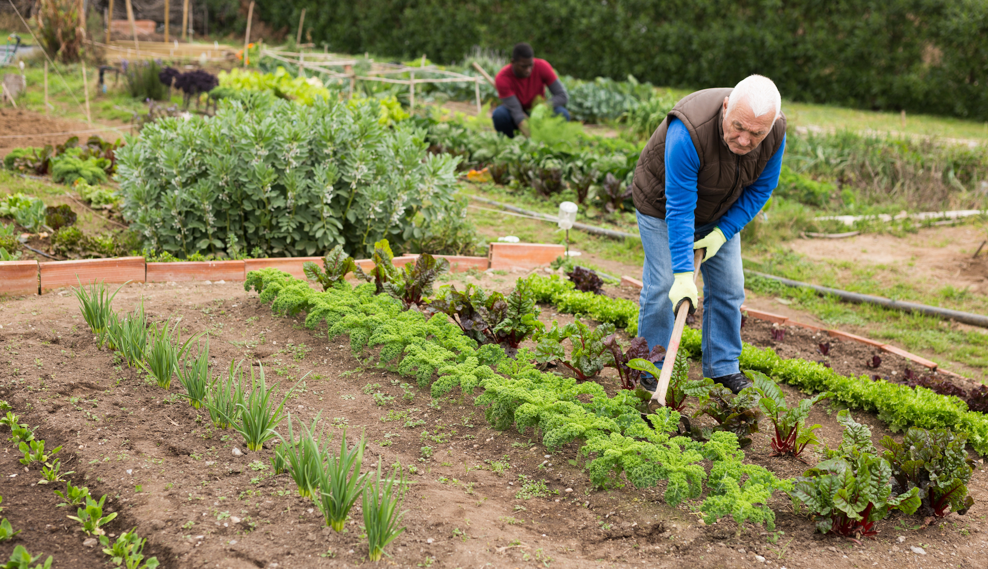 L’ agriculture régénératrice pratiquée par les petites exploitations requiert plus de travail manuel